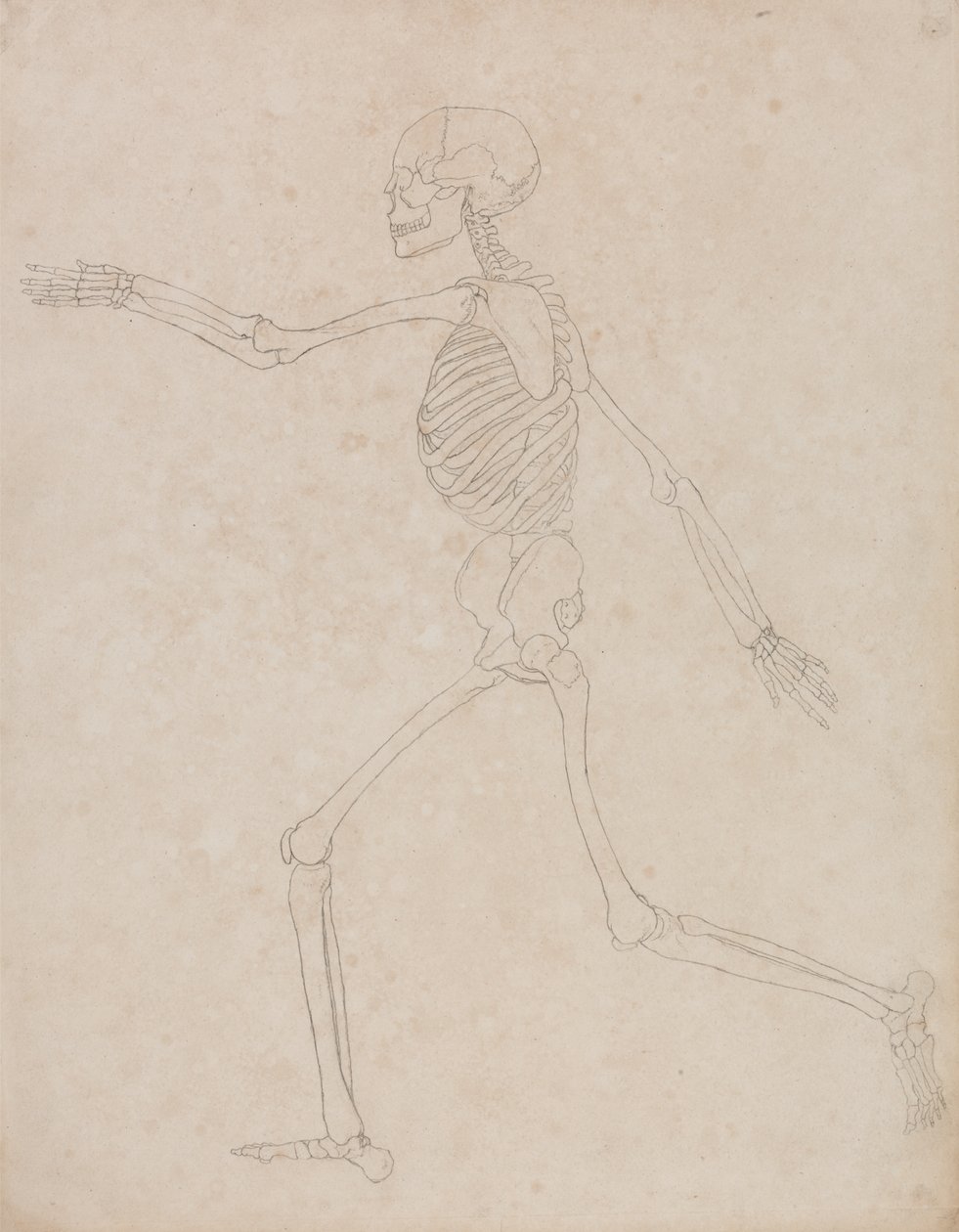 Estudo da figura humana, vista lateral, a partir de uma exposição anatômica comparativa da estrutura do corpo humano com a de um tigre e uma ave comum, 1795-1806 (grafite em papel pesado) de George Stubbs