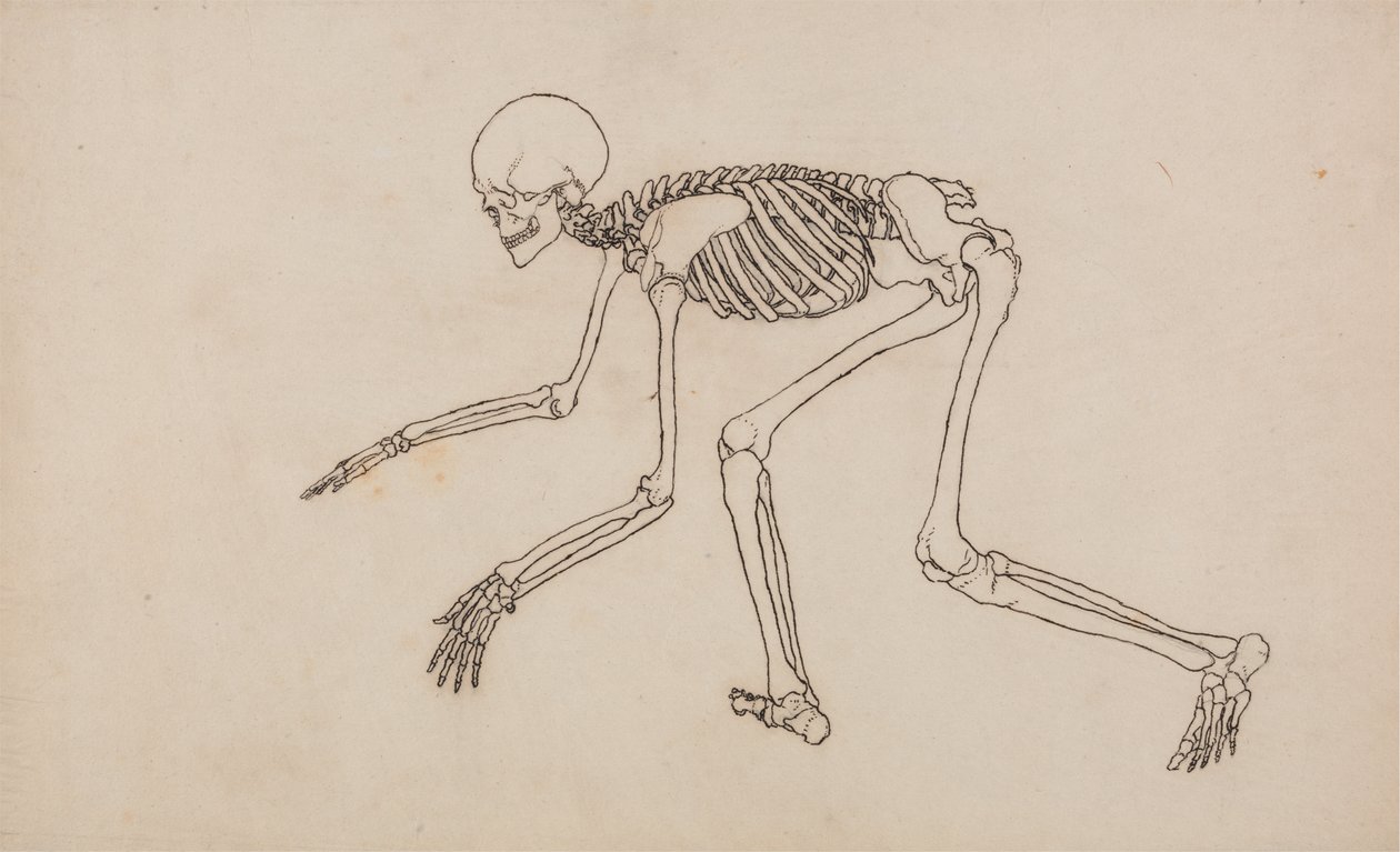 Estudo da figura humana, vista lateral, de uma exposição anatômica comparativa da estrutura do corpo humano com a de um tigre e uma ave comum, 1795-1806 (caneta e tinta sobre grafite em wov de George Stubbs