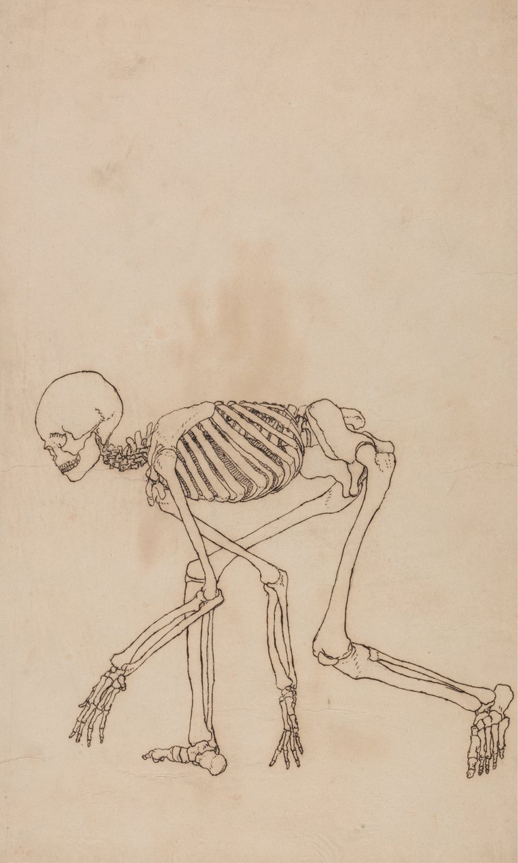 Estudo da figura humana, vista lateral, de uma exposição anatômica comparativa da estrutura do corpo humano com a de um tigre e uma ave comum, 1795-1806 (caneta e tinta sobre grafite em wov de George Stubbs