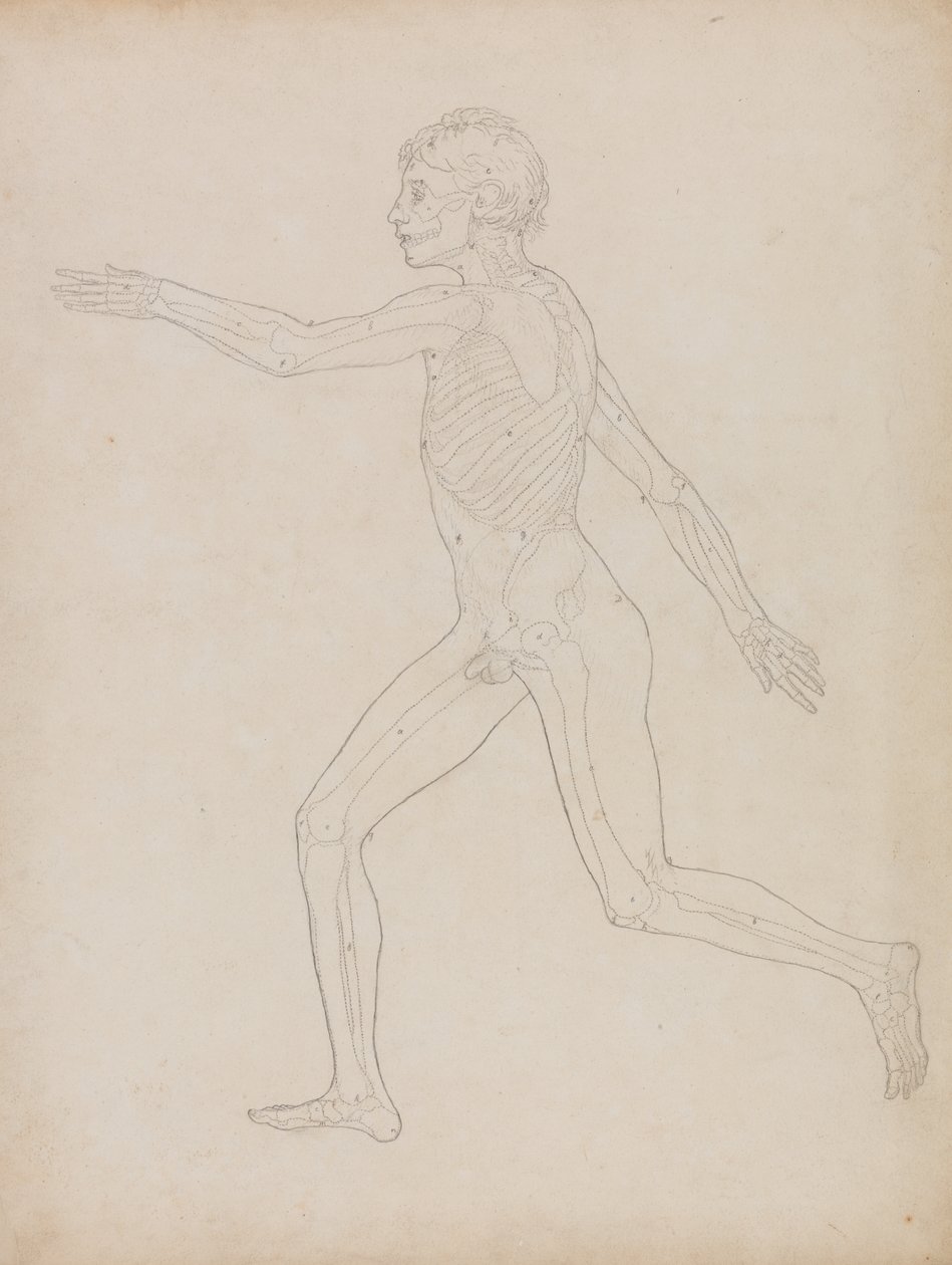 Estudo da figura humana, vista lateral, a partir de uma exposição anatômica comparativa da estrutura do corpo humano com a de um tigre e uma ave comum, 1795-1806 (grafite em papel pesado) de George Stubbs