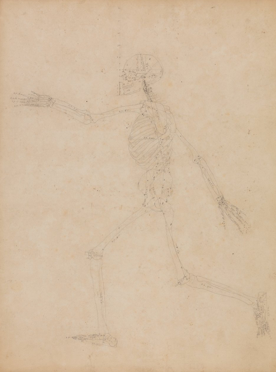 Estudo da Figura Humana, Vista Lateral, de &39;Uma Exposição Anatômica Comparativa da Estrutura do Corpo Humano com a de um Tigre e uma Galinha Comum&39; de George Stubbs