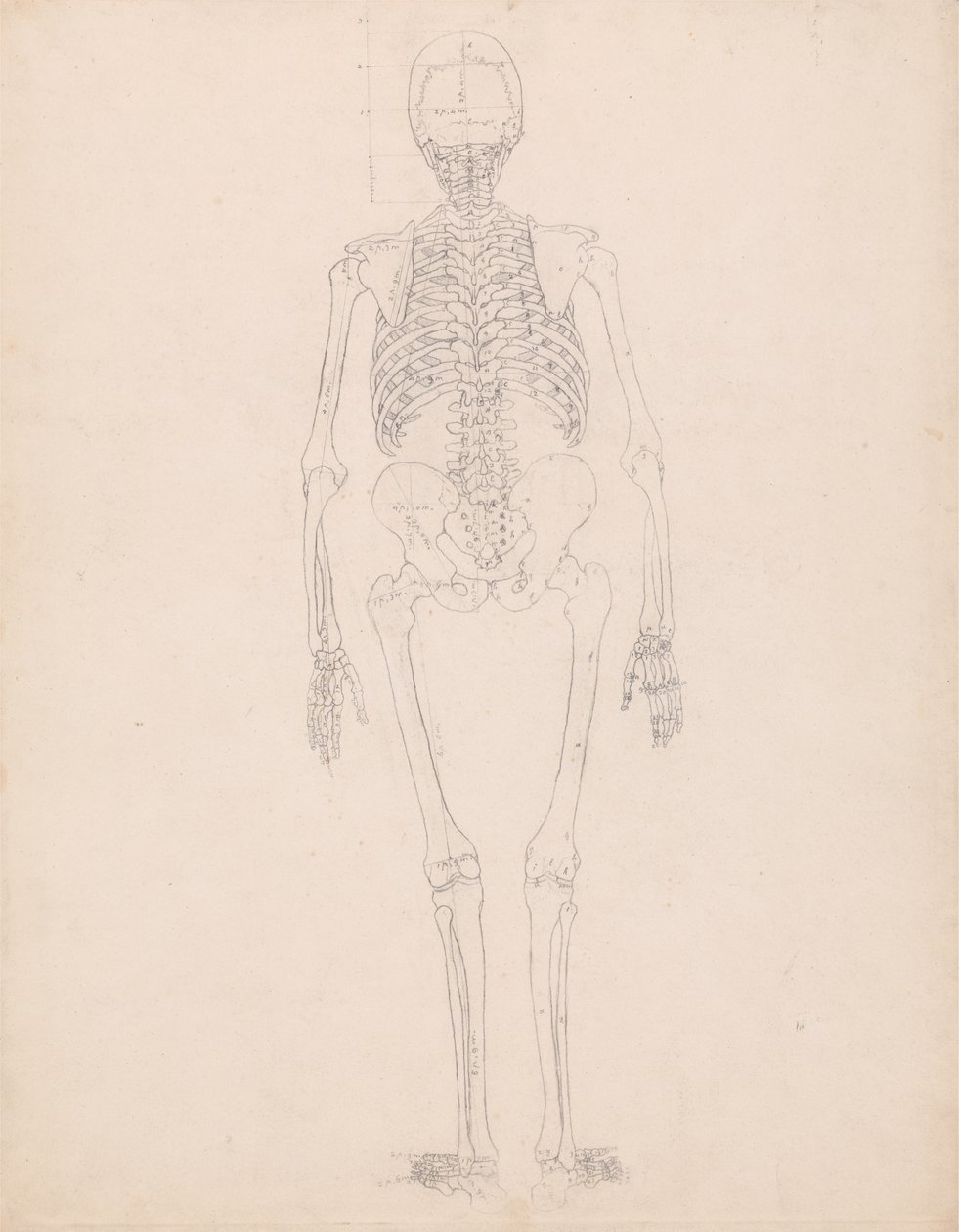 Estudo da figura humana, visão posterior, diagrama de chave para a tabela II, de uma exposição anatômica comparativa da estrutura do corpo humano com a de um tigre e uma ave comum, c.1795-1806 de George Stubbs