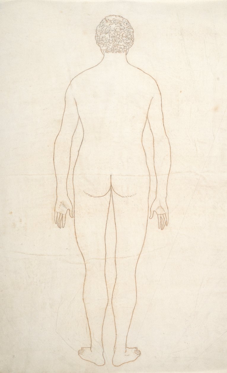 Estudo da figura humana, visão posterior, de uma exposição anatômica comparativa da estrutura do corpo humano com a de um tigre e uma ave comum, c.1795-1806 (tinta sobre papel) de George Stubbs