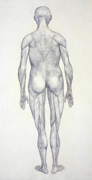 Estudo da Figura Humana, Vista Posterior, de uma Exposição Anatômica Comparativa da Estrutura do Corpo Humano com a de um Tigre e uma Galinha Comum, c.1795-1806 (grafite em cartolina) de George Stubbs