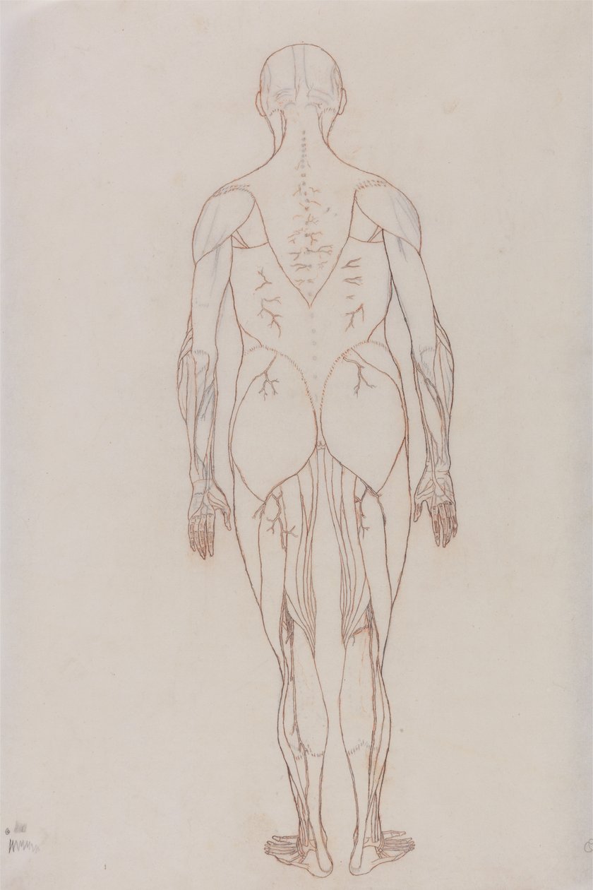 Estudo da figura humana, visão posterior, de uma exposição anatômica comparativa da estrutura do corpo humano com a de um tigre e uma ave comum, c.1795-1806 (giz vermelho em cartolina de George Stubbs