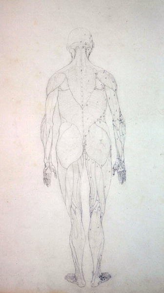 Estudo da Figura Humana, Vista Posterior, de uma Exposição Anatômica Comparativa da Estrutura do Corpo Humano com a de um Tigre e uma Galinha Comum, c.1795-1806 (grafite em cartolina) de George Stubbs