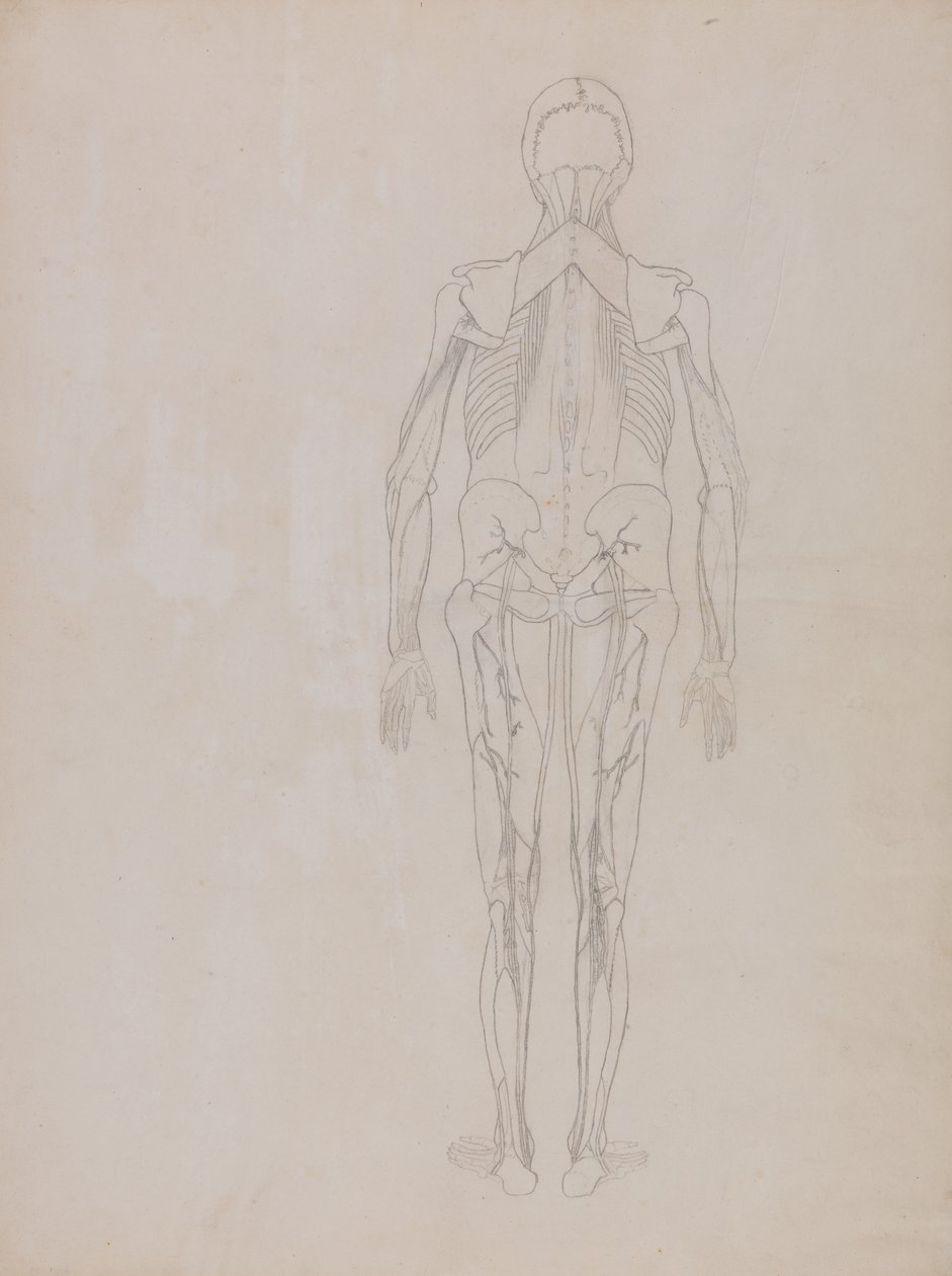 Estudo da Figura Humana, Vista Posterior, de uma Exposição Anatômica Comparativa da Estrutura do Corpo Humano com a de um Tigre e uma Galinha Comum, c.1795-1806 (grafite em cartolina) de George Stubbs