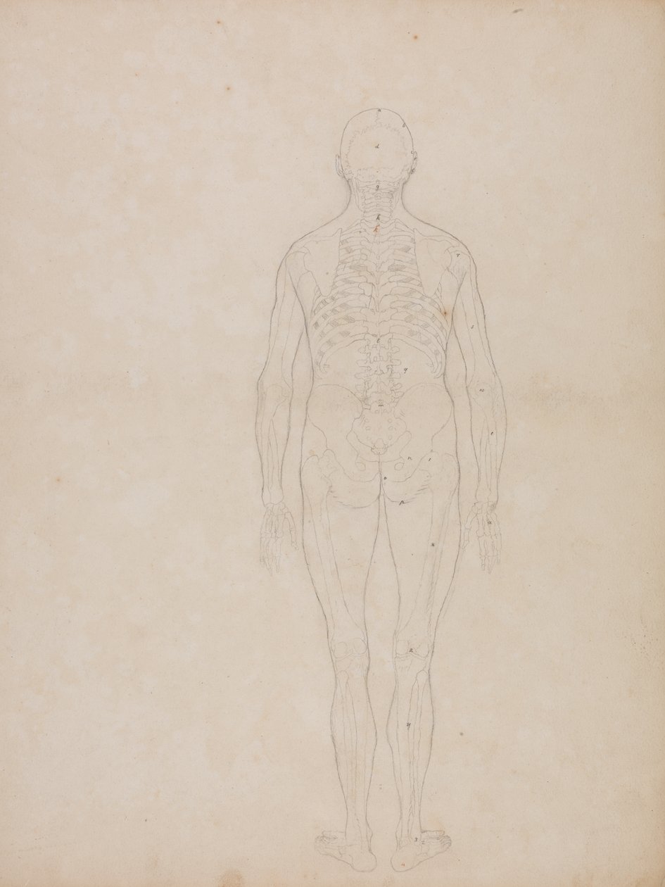 Estudo da Figura Humana, Vista Posterior, de uma Exposição Anatômica Comparativa da Estrutura do Corpo Humano com a de um Tigre e uma Galinha Comum, c.1795-1806 (grafite em cartolina) de George Stubbs