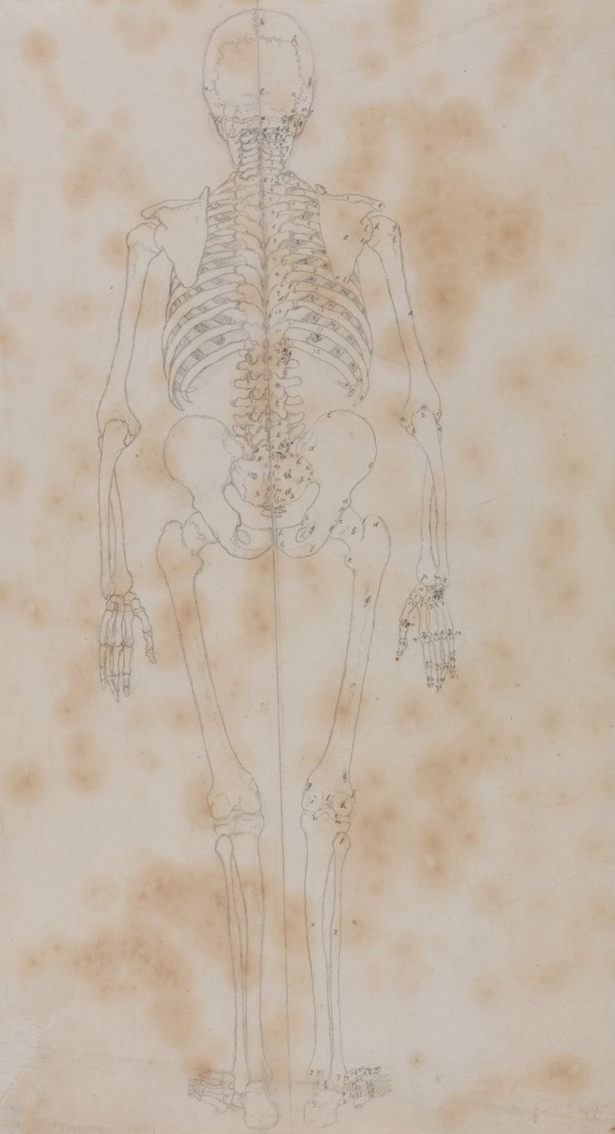 Estudo da figura humana, visão posterior, a partir de uma exposição anatômica comparativa da estrutura do corpo humano com a de um tigre e uma ave comum, c.1795-1806 (grafite sobre papel) de George Stubbs