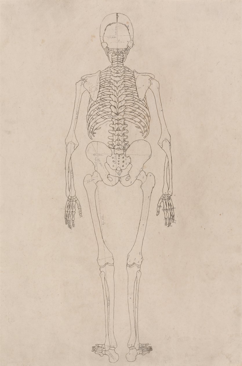 Estudo da figura humana, visão posterior, de uma exposição anatômica comparativa da estrutura do corpo humano com a de um tigre e uma ave comum, c.1795-1806 (tinta em cartolina) de George Stubbs
