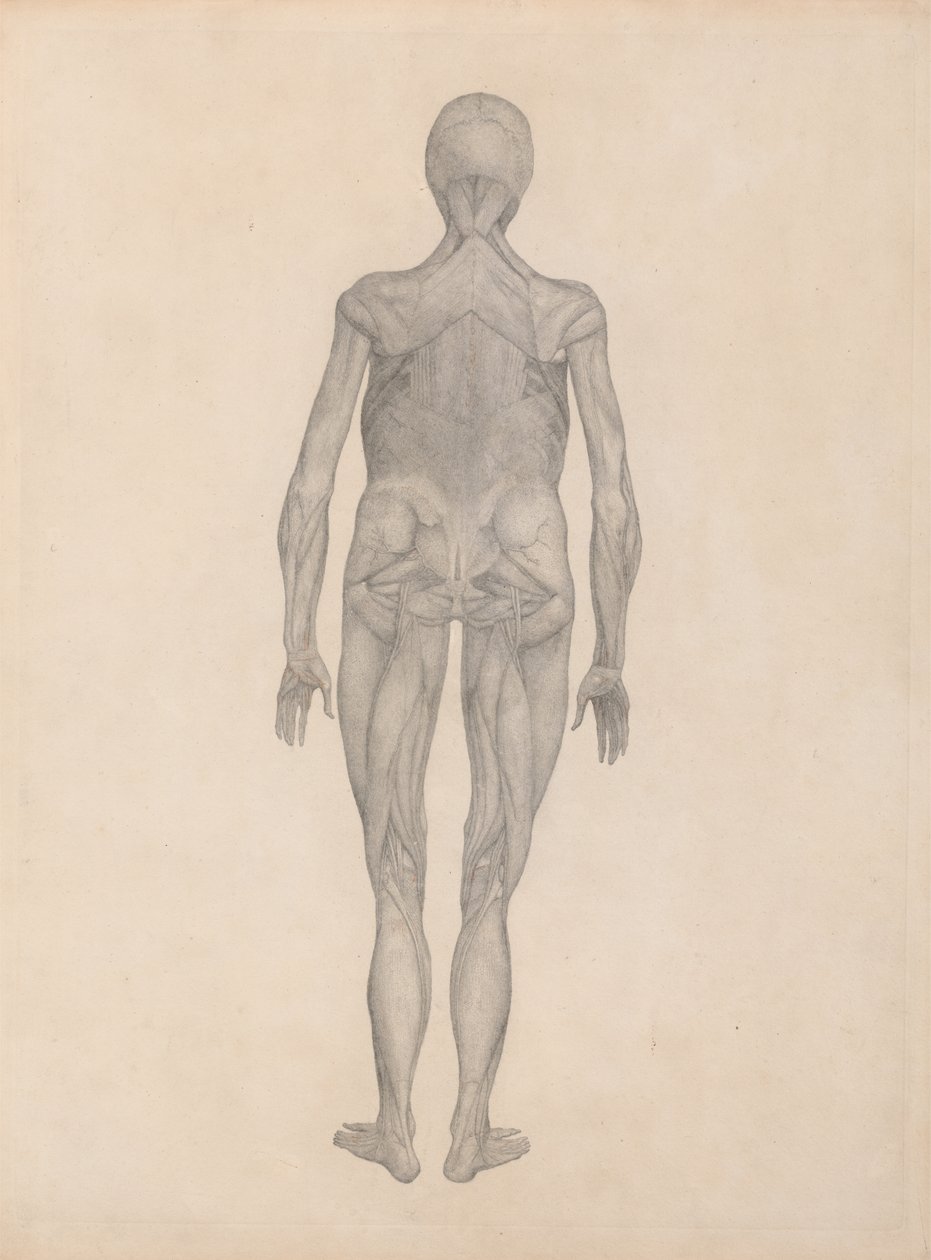 Estudo da Figura Humana, Vista Posterior, com pele e tecidos subjacentes removidos, de Uma Exposição Anatômica Comparativa da Estrutura do Corpo Humano com a de um Tigre e uma Comunicação de George Stubbs