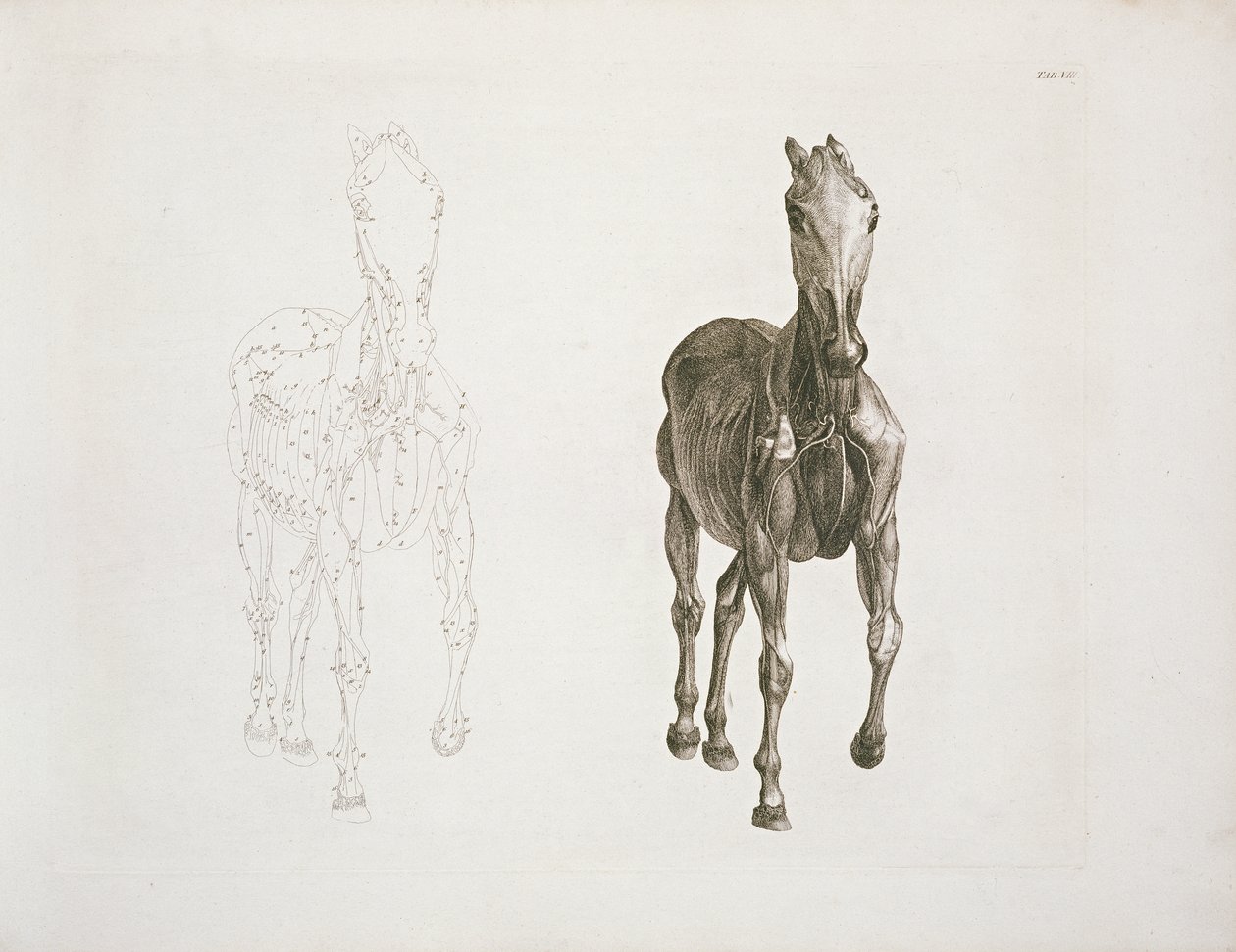 Aba. VIII, de &39;A Anatomia do Cavalo ...&39; 1766 de George Stubbs