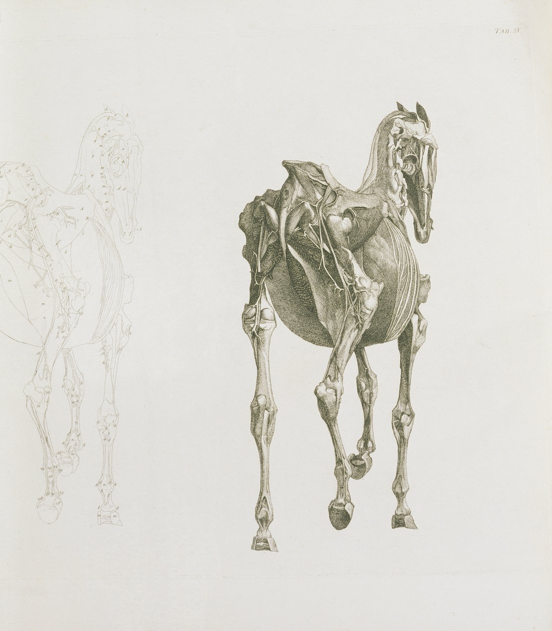Aba. XV, de "A anatomia do cavalo ...", 1766 de George Stubbs
