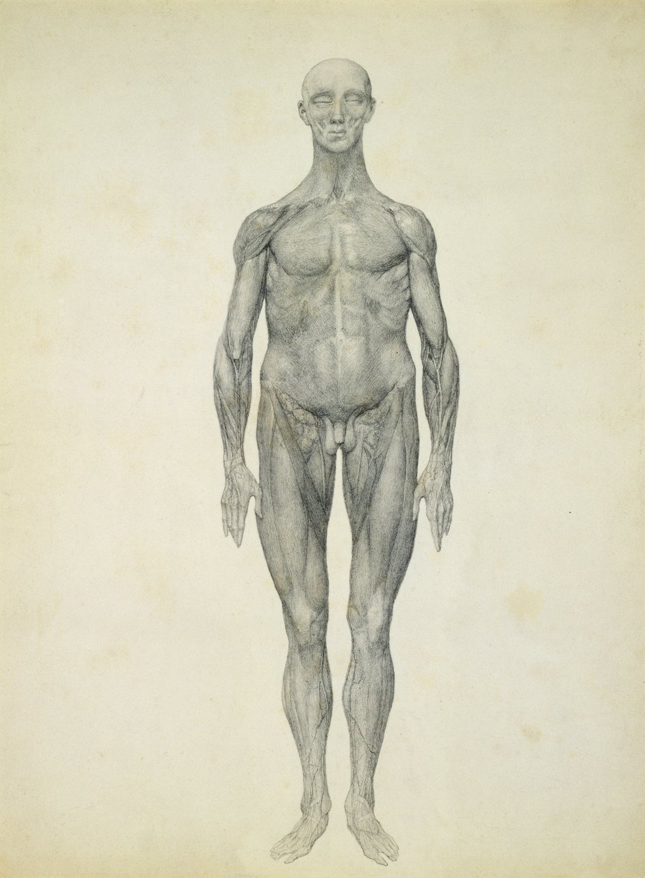 A figura humana, vista anterior, da série &39;Uma exposição anatômica comparativa da estrutura do corpo humano com a de um tigre e uma ave comum&39; de George Stubbs