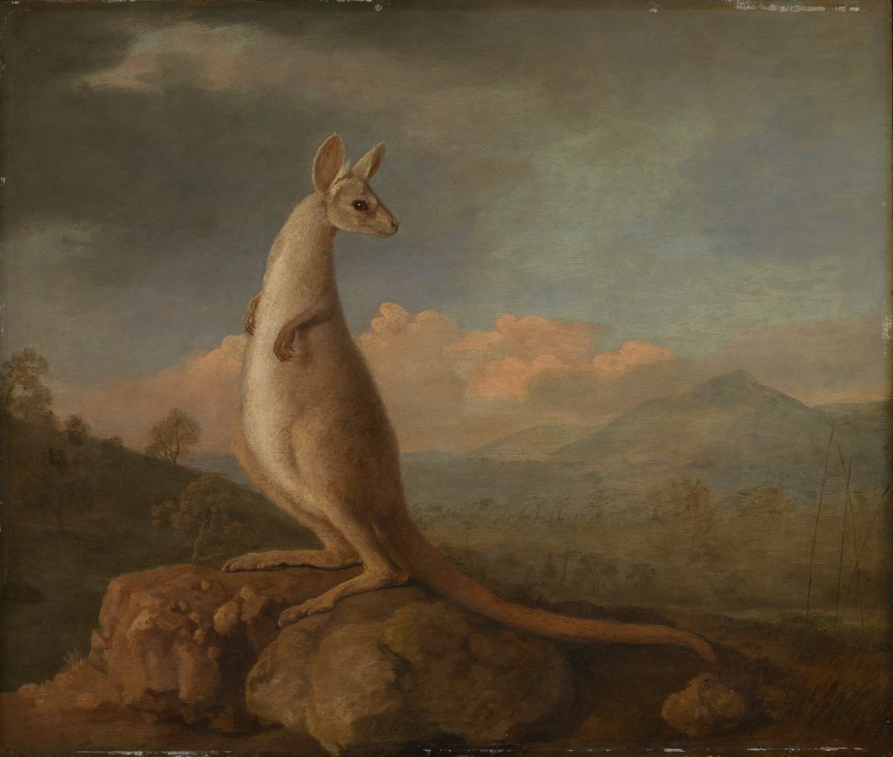 O Kongouro da Nova Holanda (Canguru) de George Stubbs