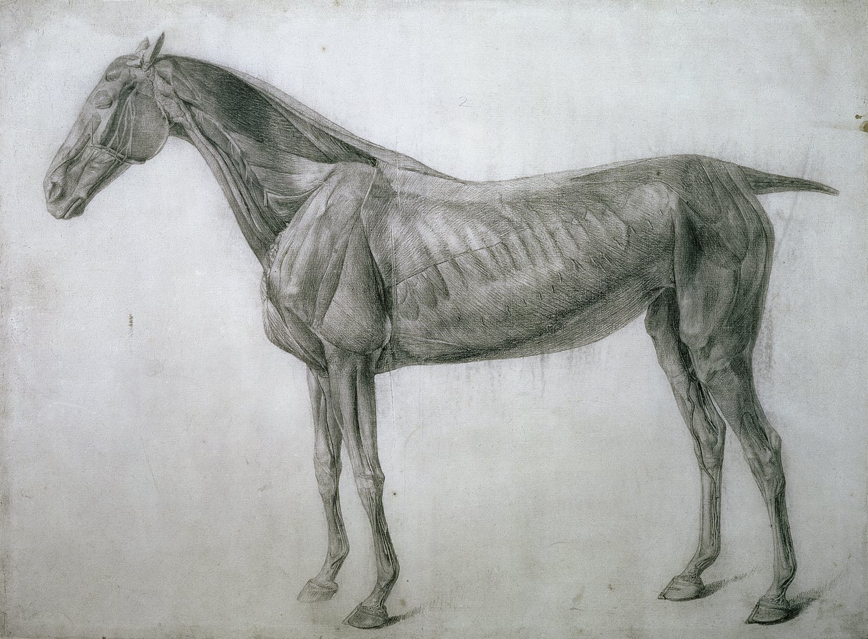 O Estudo dos Músculos: Desenho Ecorche Visto do Flanco, da XIII Mesa Anatômica, da Anatomia do Cavalo, 1766 de George Stubbs