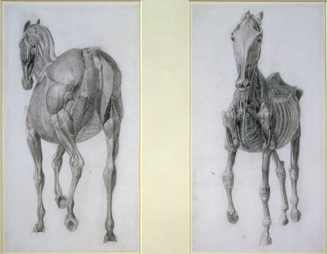 O Estudo dos Músculos: Vistas Frontais e Traseiras, da 13ª Tabela Anatômica, da Anatomia do Cavalo, 1766 de George Stubbs