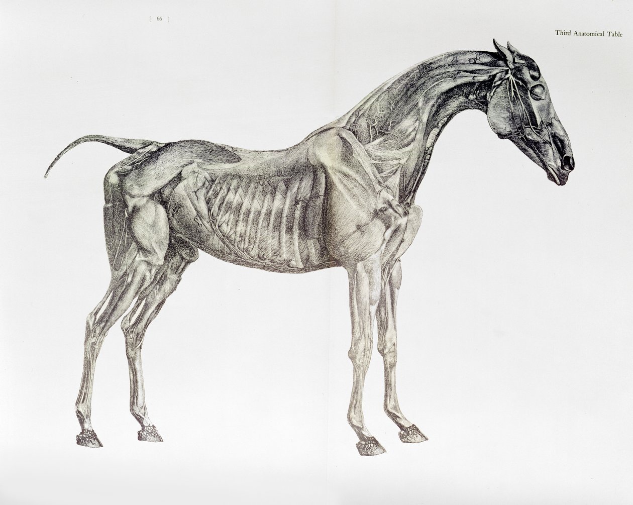 Terceira Tabela Anatômica, da "Anatomia do Cavalo" de George Stubbs
