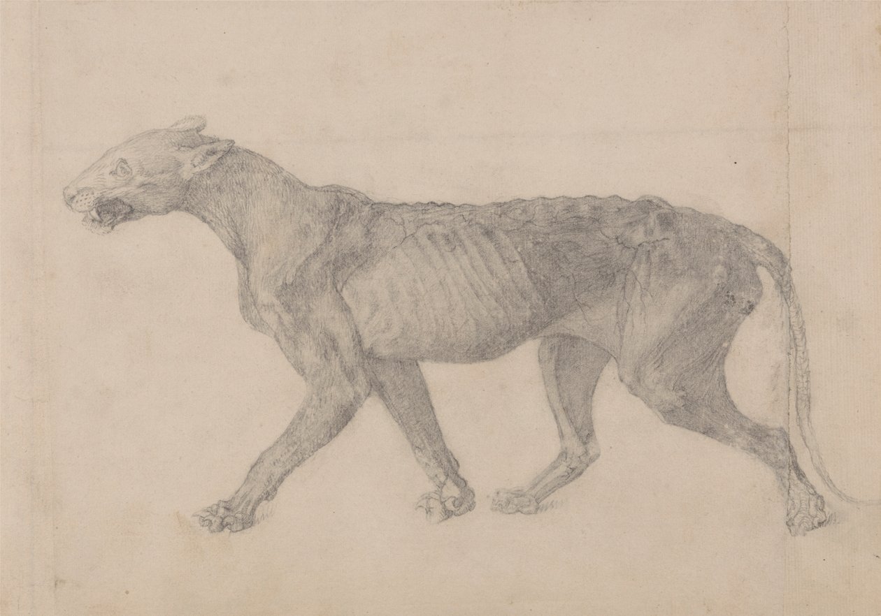 Corpo de Tigre, Vista Lateral (Primeiro de nove desenhos de outro espécime de tigre) de George Stubbs