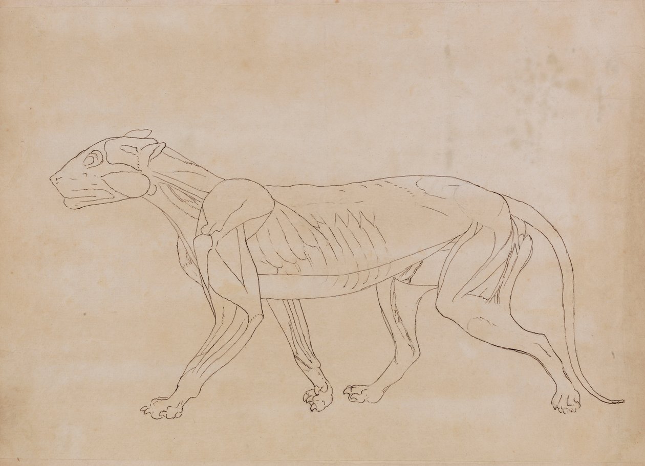 Corpo de Tigre, Vista Lateral (Esboço de desenho para uma figura chave) de George Stubbs