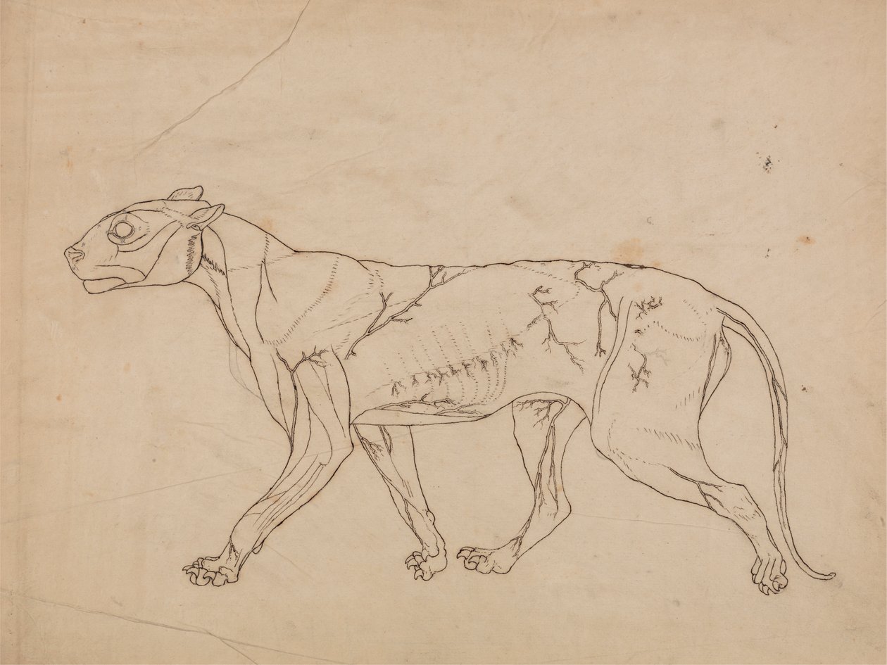 Tiger Body, Lateral View (Estudo geral dos músculos da superfície e do seu fornecimento de sangue, provavelmente feito para uma figura chave) de George Stubbs