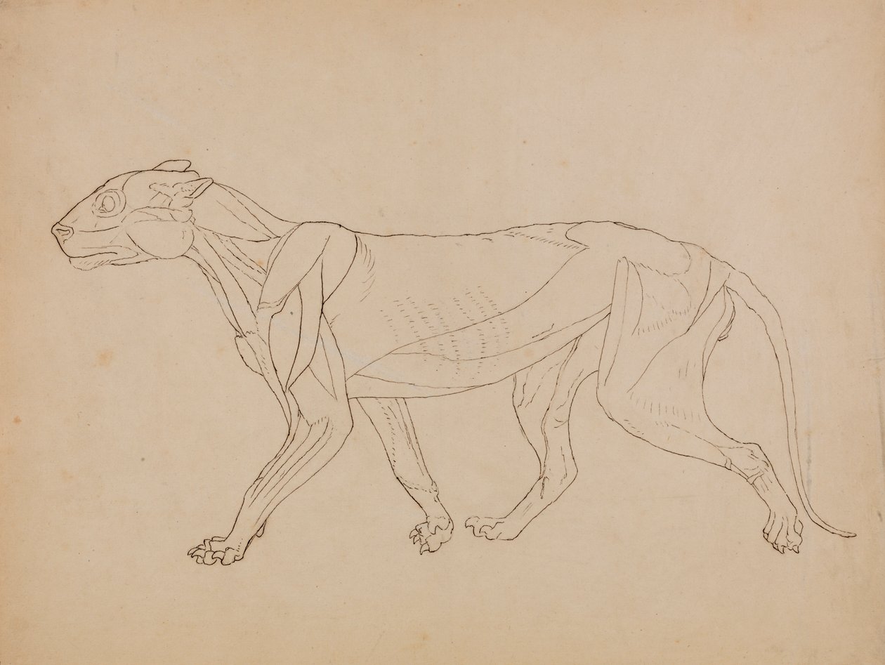 Corpo de Tigre, Vista Lateral (Provavelmente feito como base para uma figura chave) de George Stubbs
