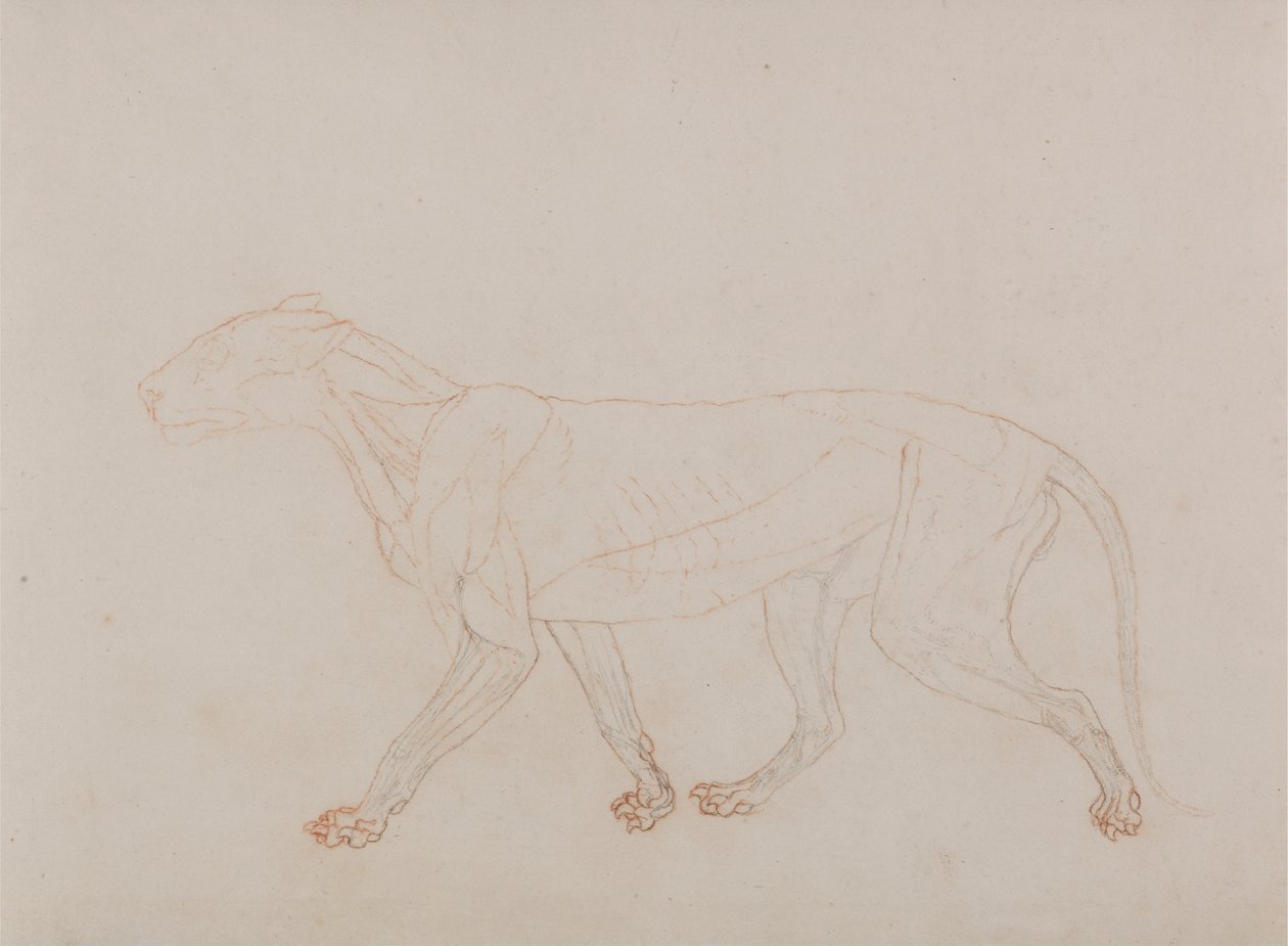 Corpo de Tigre, Vista Lateral (Mostra a terceira fase da dissecação) de George Stubbs