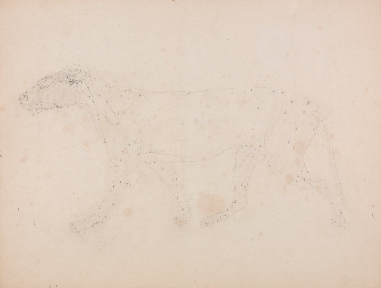 Corpo de Tigre, Vista Lateral (Estudo dos músculos para a figura chave da Tabela IX) de George Stubbs
