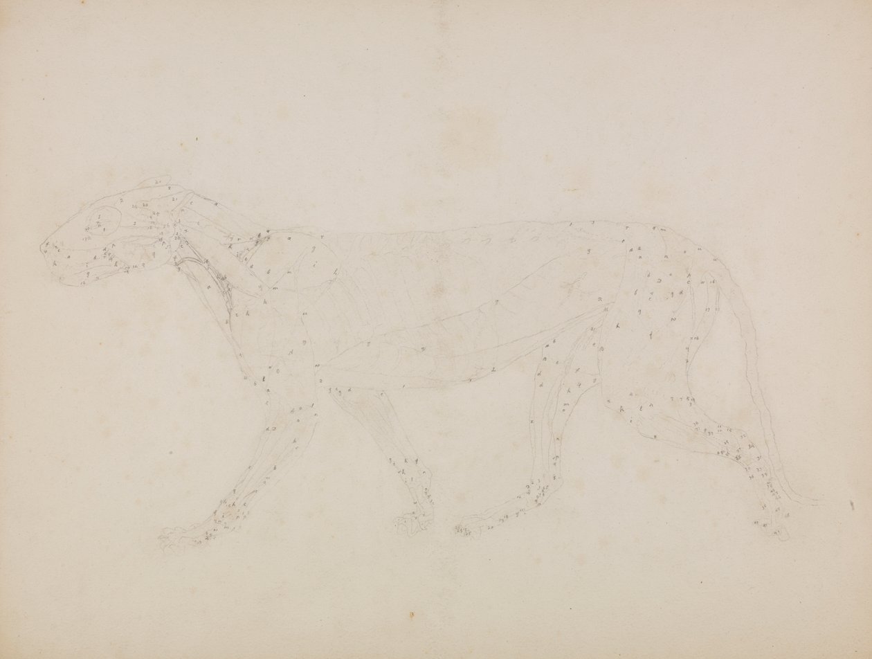 Corpo de Tigre, Vista Lateral (Estudo das camadas superiores dos músculos e do seu fornecimento de sangue preparado para a figura chave do Quadro XIV) de George Stubbs