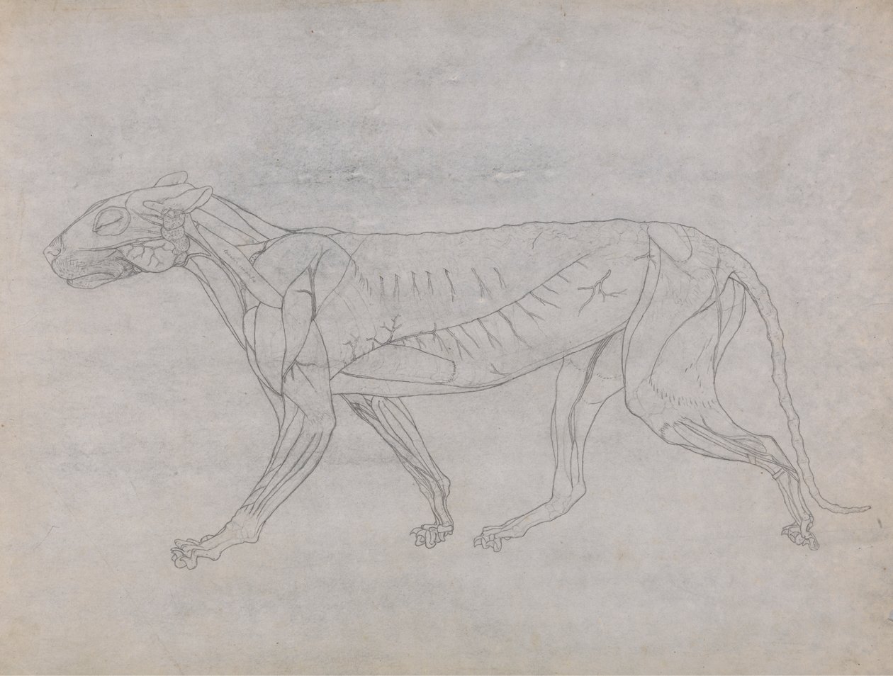 Corpo de Tigre, Vista Lateral de George Stubbs