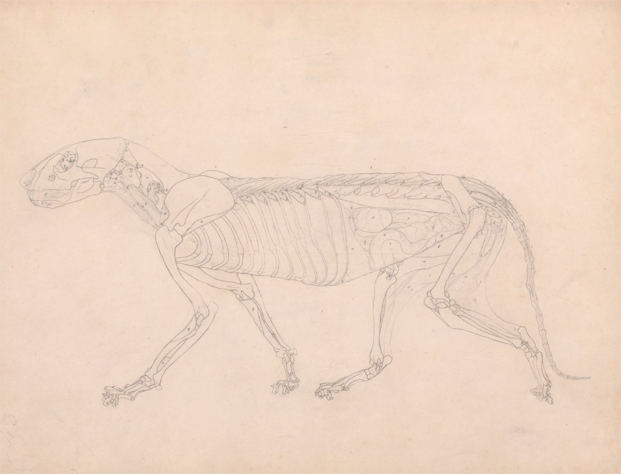 Corpo de Tigre, Vista Lateral de George Stubbs