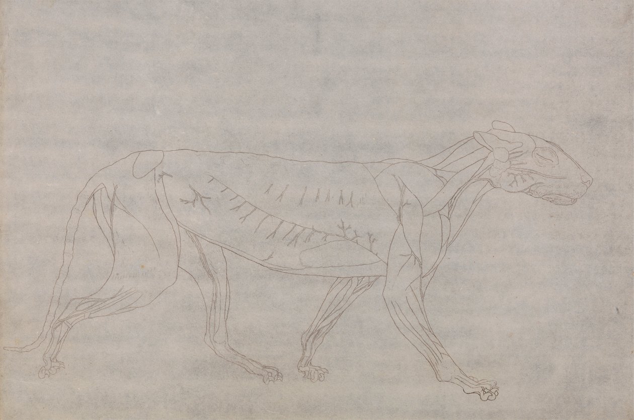 Corpo de Tigre, Vista Lateral de George Stubbs