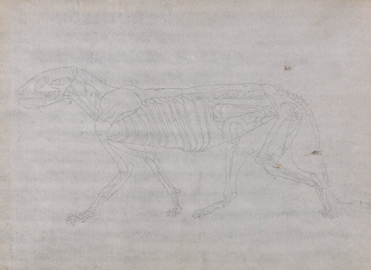 Corpo de Tigre, Vista Lateral de George Stubbs