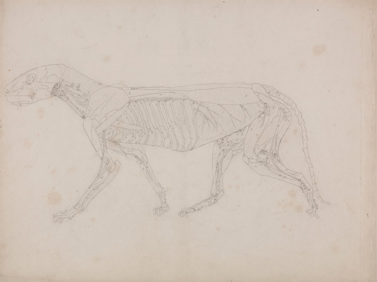 Corpo de Tigre, Vista Lateral de George Stubbs