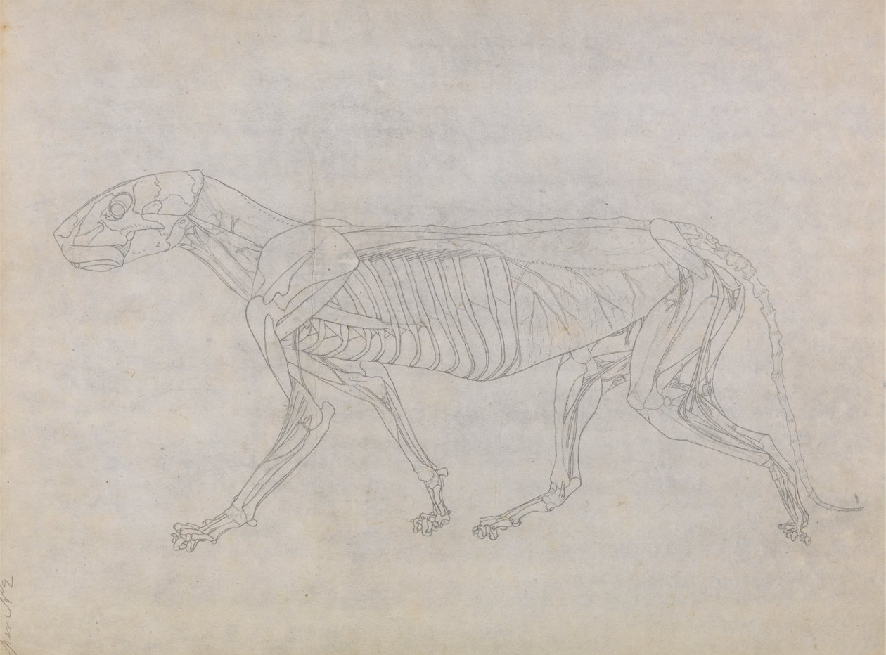 Corpo de Tigre, Vista Lateral de George Stubbs