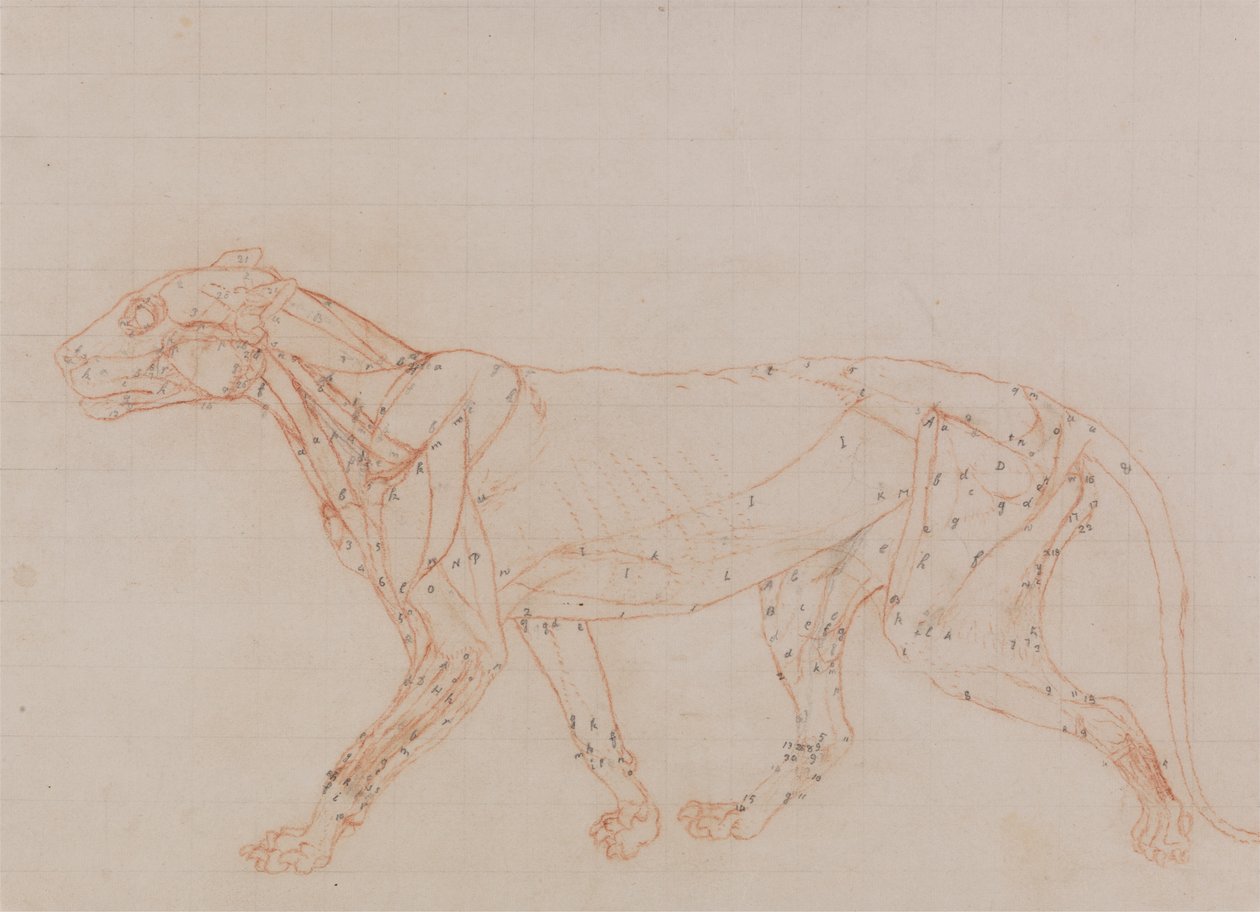 Corpo de Tigre, Vista lateral (Estudo dos músculos expostos na terceira fase da dissecação) de George Stubbs