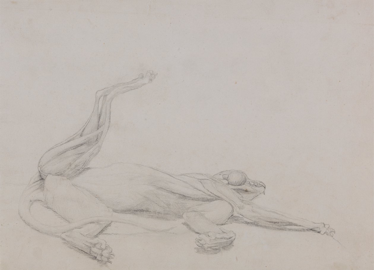 Corpo de Tigre, Recumbente, Visto Ventralmente de George Stubbs