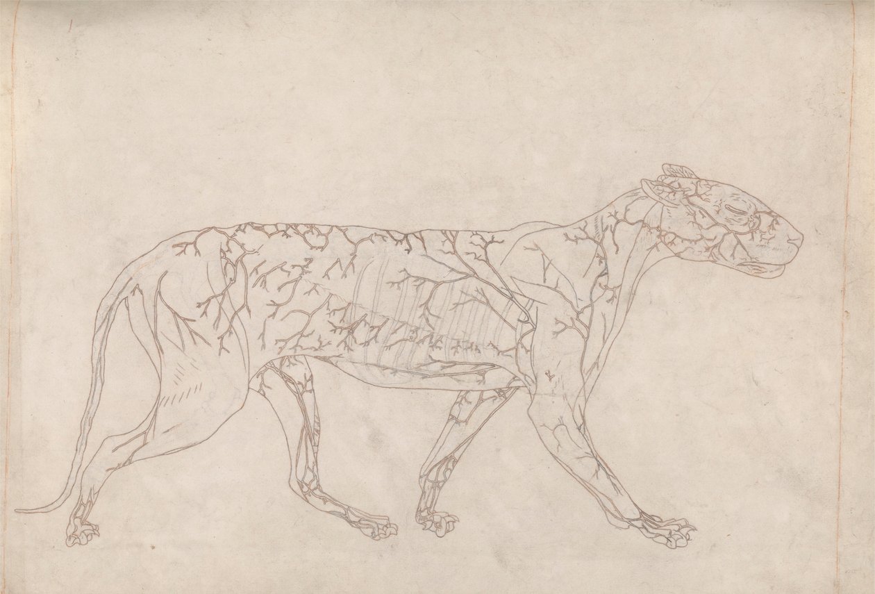 Tigre, Visão Lateral (Estudo de Esboço do Suprimento de Sangue de Superfície, Preparado para o Índice da Tabela IX) de George Stubbs