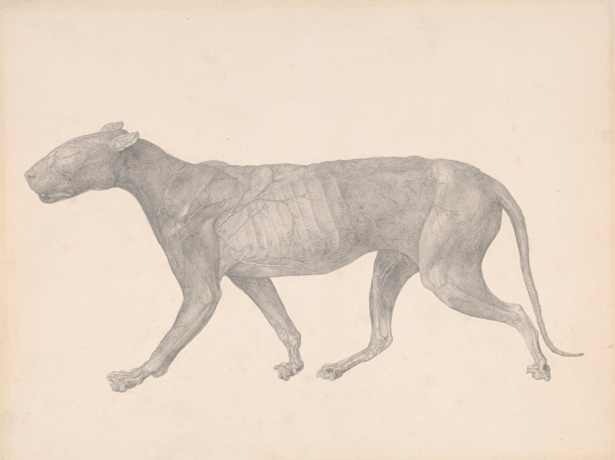 Tigre, Vista Lateral, com pele e tecido removidos (Estudo Acabado para a Tabela IX) de George Stubbs