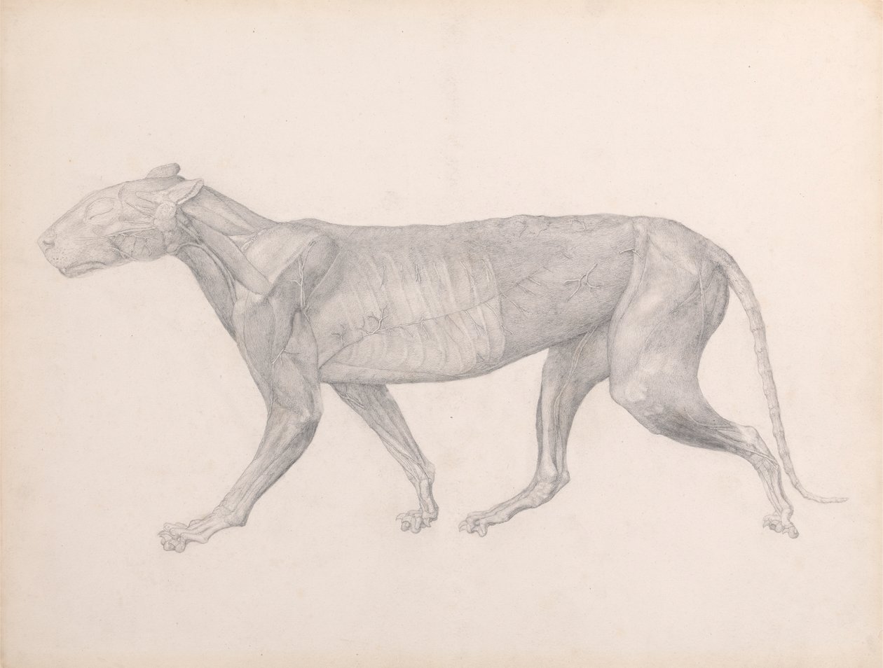 Tigre, Vista Lateral, com o Tecido Conjuntivo Sobreposto aos Músculos Removidos (Estudo Acabado para a Tabela XIV) de George Stubbs