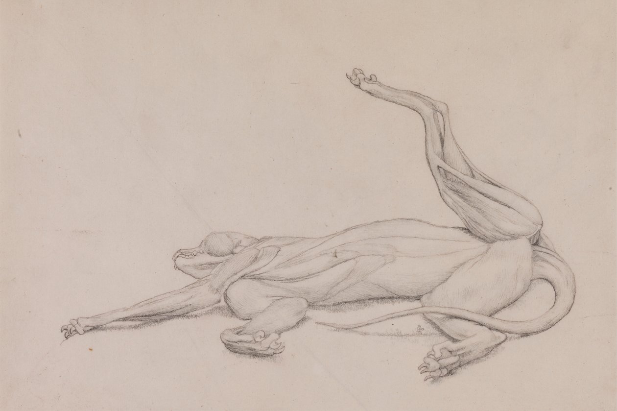 Tigre, Recumbente, Visto Ventralmente de George Stubbs