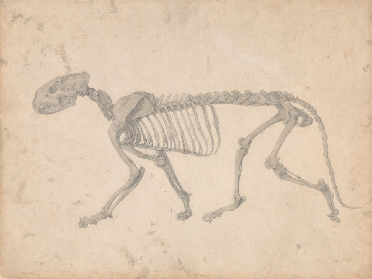Esqueleto de Tigre, Vista Lateral (Estudo Acabado para a Tabela IV) de George Stubbs