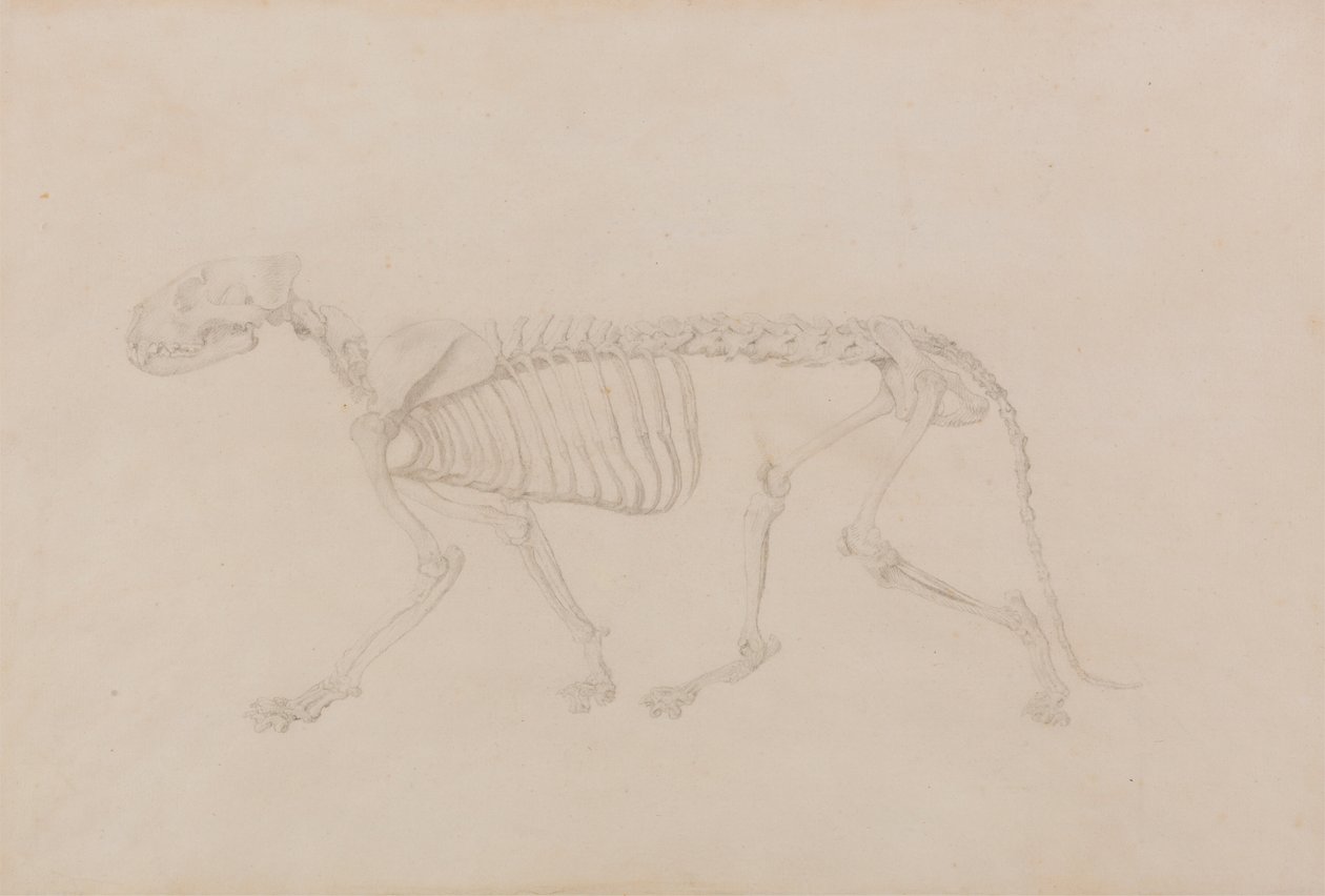 Esqueleto de Tigre, Vista Lateral (Estudo altamente acabado para o Quadro IV) de George Stubbs