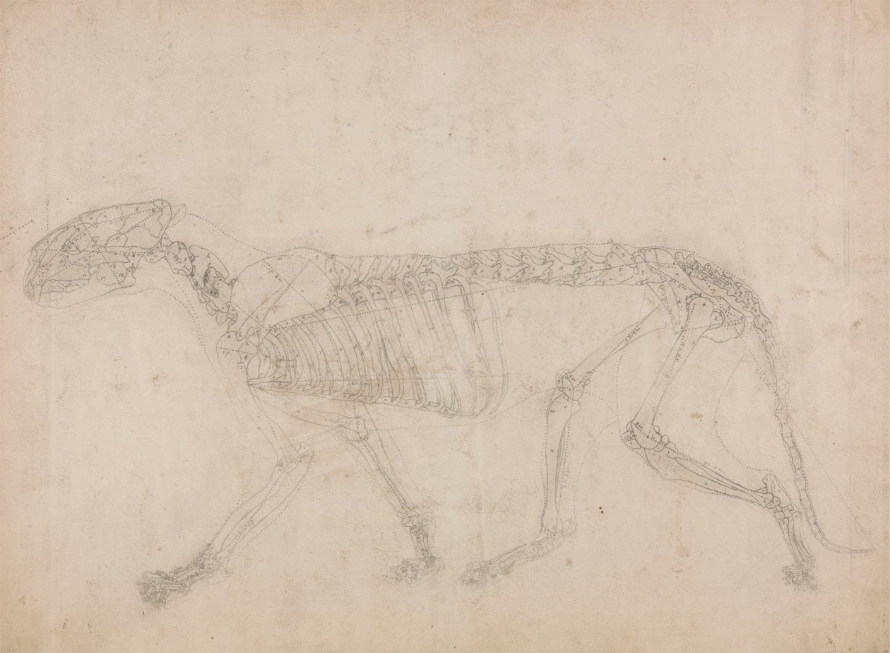Esqueleto de Tigre, Vista Lateral (Provavelmente o estudo principal do esqueleto) de George Stubbs