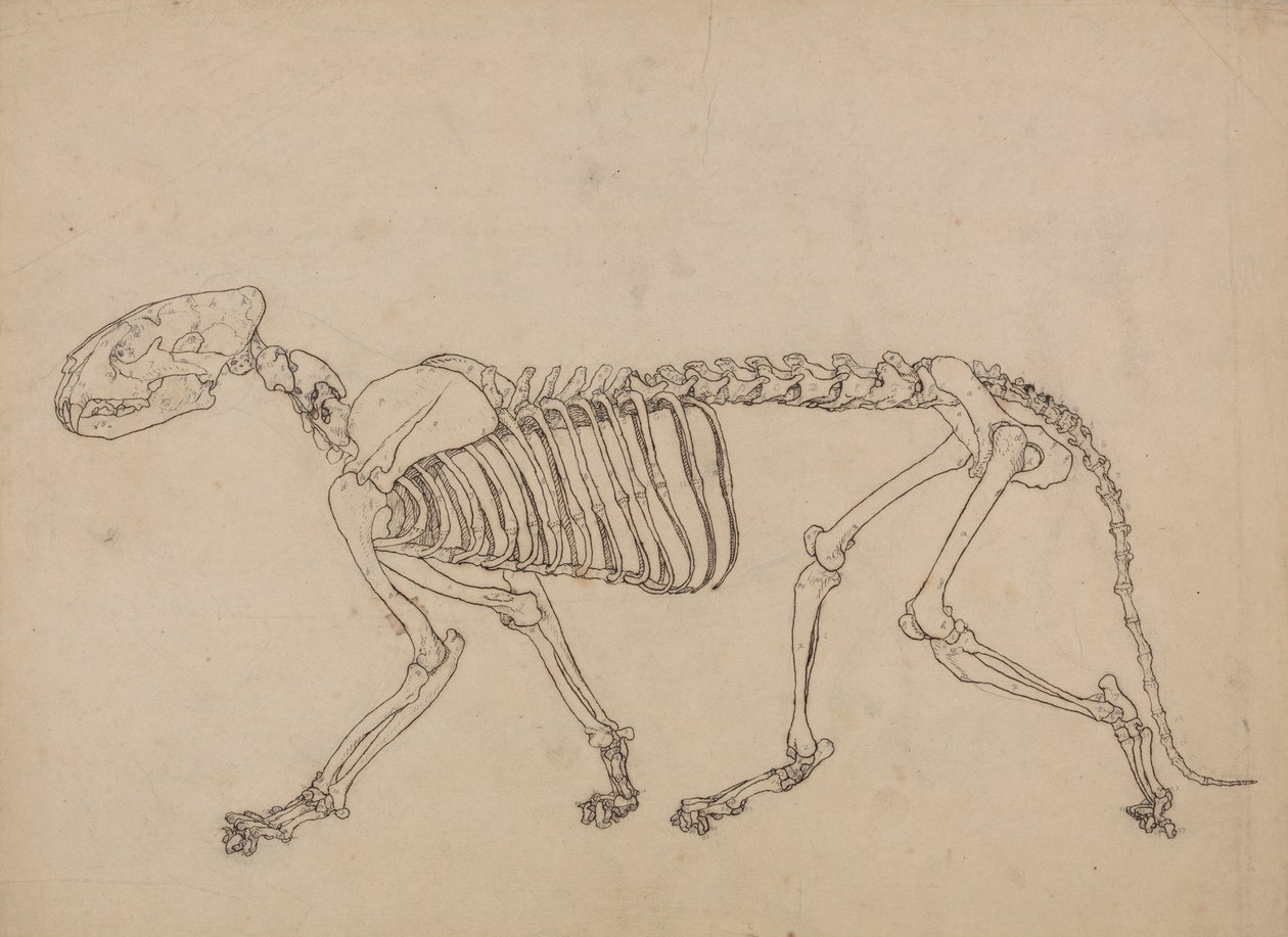 Esqueleto de Tigre, Vista Lateral (Estudo para o índice da Tabela IV) de George Stubbs
