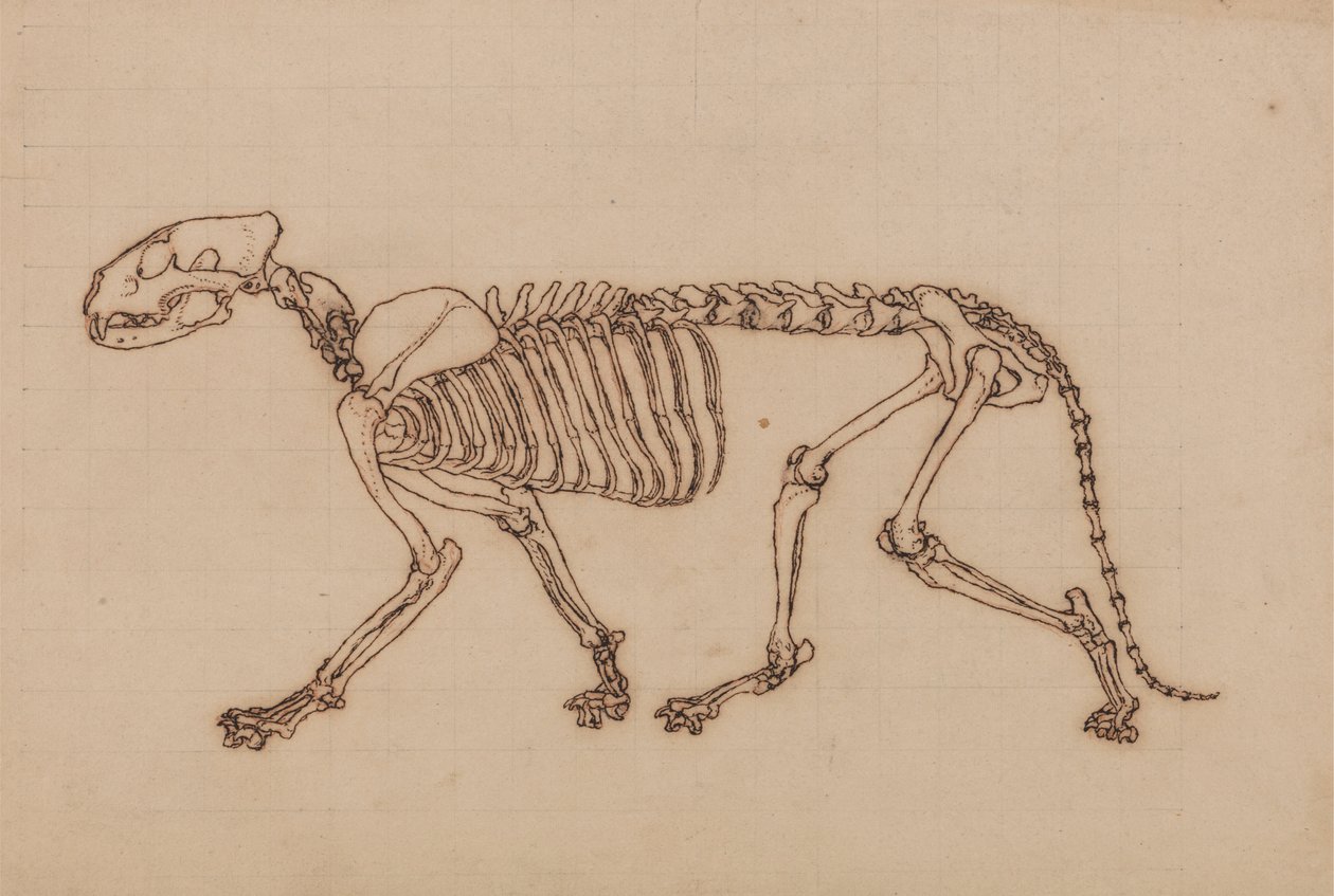 Esqueleto de Tigre, Vista Lateral de George Stubbs
