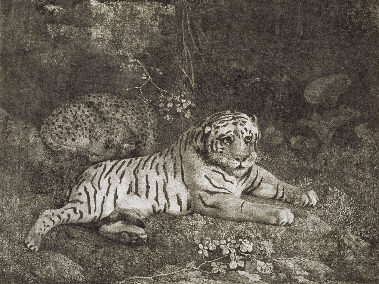 Dois Tygers, gravados pelo artista, pub. 1788 (gravura) de George Stubbs