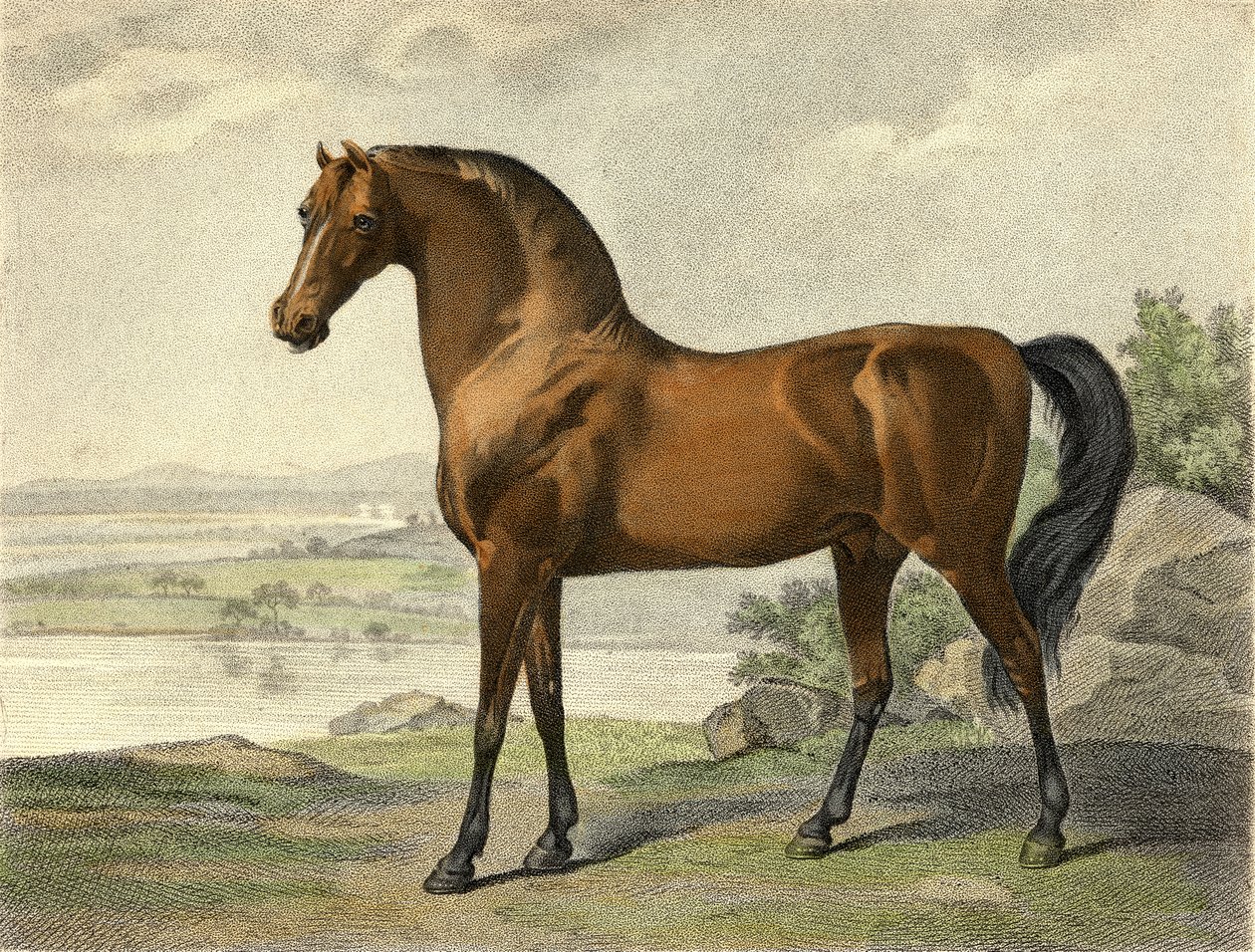 Warren Hastings Arabian de George Stubbs