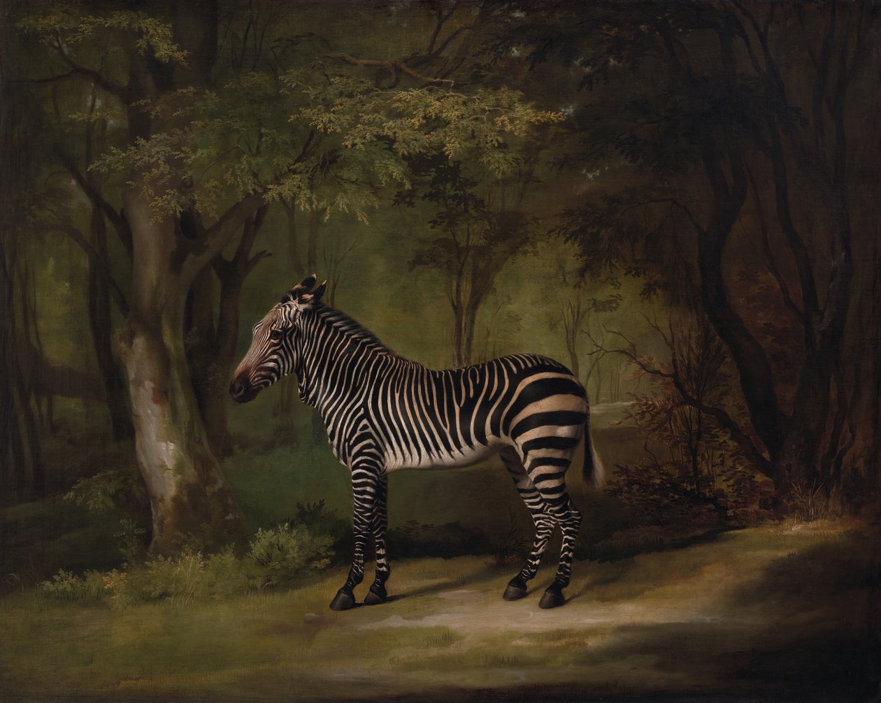 Zebra, exibida em 1763. de George Stubbs