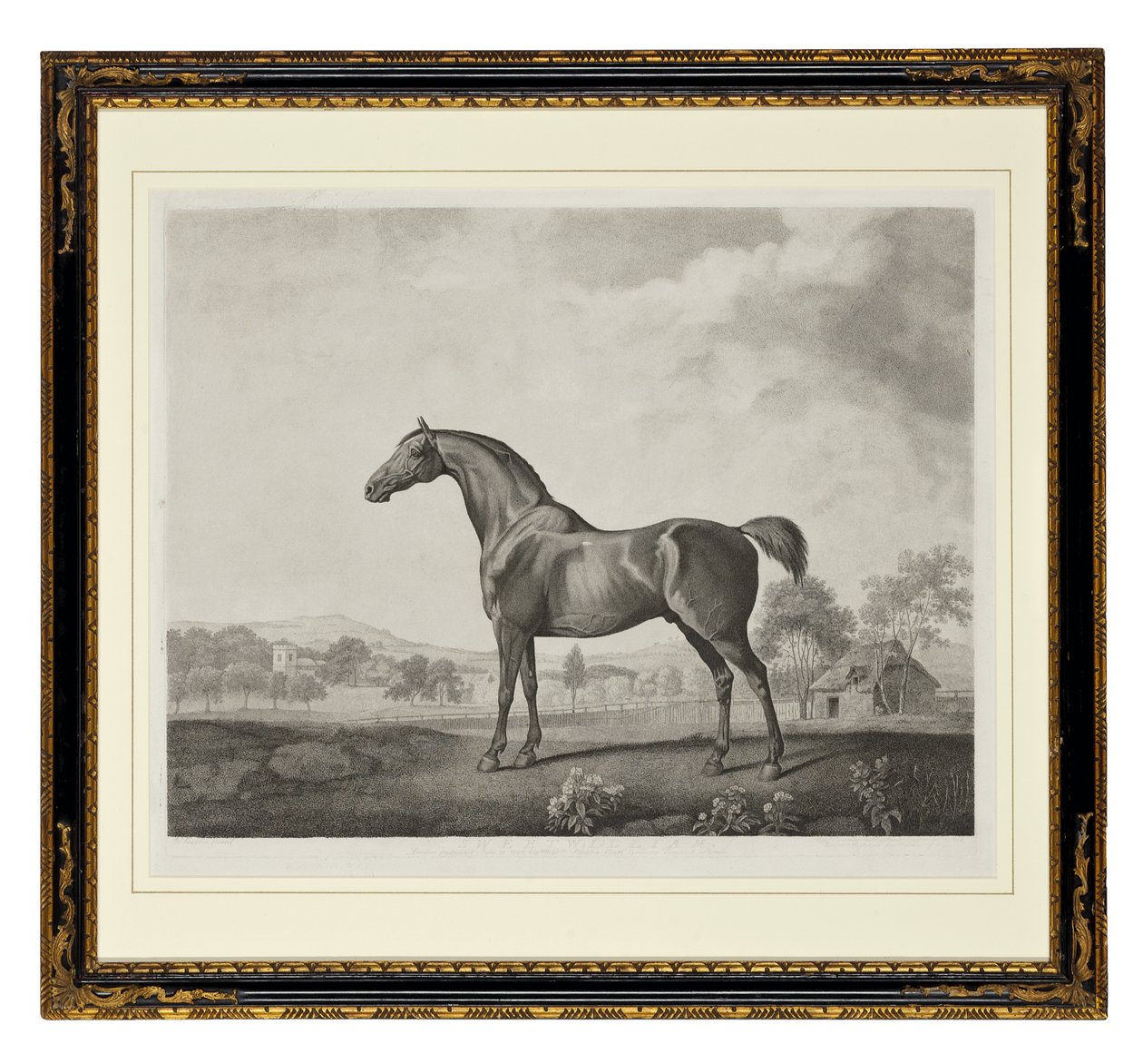 Sweetwilliam (gravura pontilhada) de George Townley Stubbs